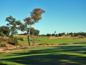 Mammoth Dunes 10th Tree